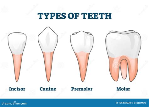 Types of Teeth Vector Illustration. Various Human Tooth Examples Collection Stock Vector ...