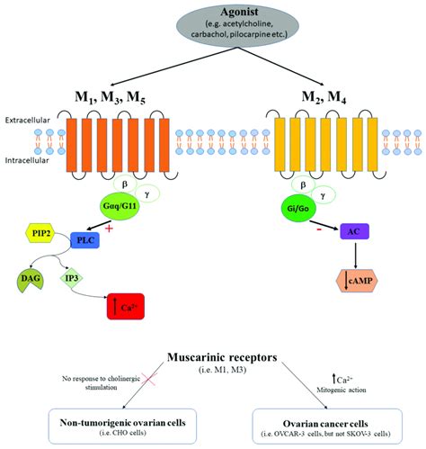 The agonist (e.g., acetylcholine, carbachol, pilocarpine, etc.) binds ...