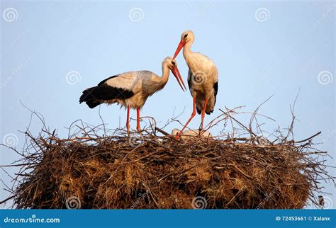 Storks nesting stock image. Image of beak, european, long - 72453661