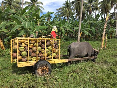 Interview: How can an NGO drive social transformation with 5,000 scattered coconut farmers in ...