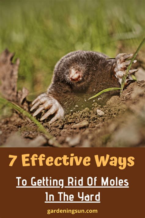 7 Effective Ways To Getting Rid Of Moles In The Yard – Gardening Sun