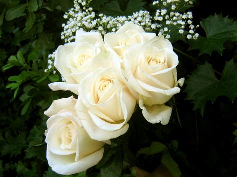 Flowers Wallpapers: White Roses Flowers Wallpapers