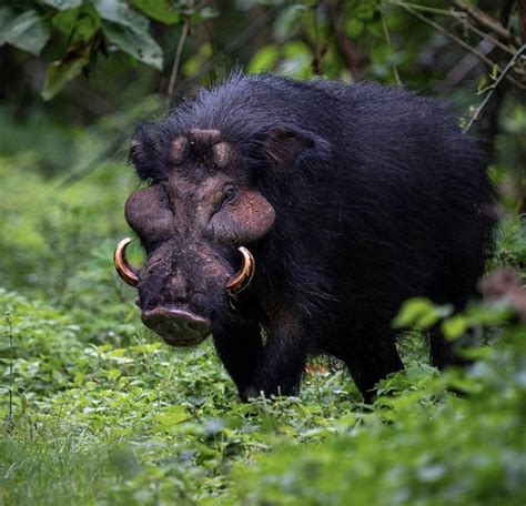 Giant forest hog | Cryptids and Myths Wiki | Fandom