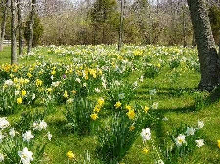 Jonquils and daffodils - Forests & Nature Background Wallpapers on ...