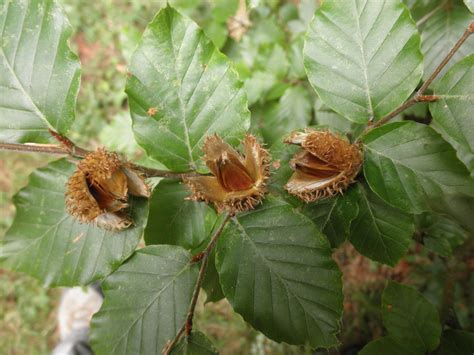 Fagus sylvatica (Fagaceae) image 54085 at PhytoImages.siu.edu