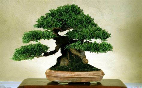 Download Bonsai Tree HD 4K For iPhone Phone Download Wallpaper - GetWalls.io