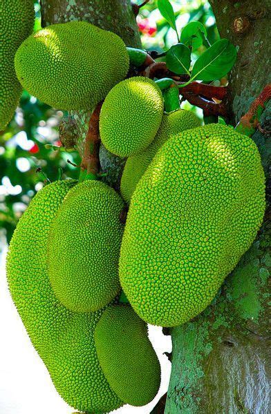 Jaca | Artocarpus heterophyllus | Fruit garden, Fruit seeds, Tree seeds