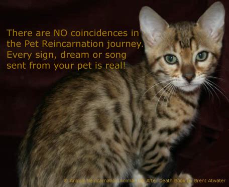 ALDC-5 Bengal Cat Pet Reincarnation Signs from animal life after death