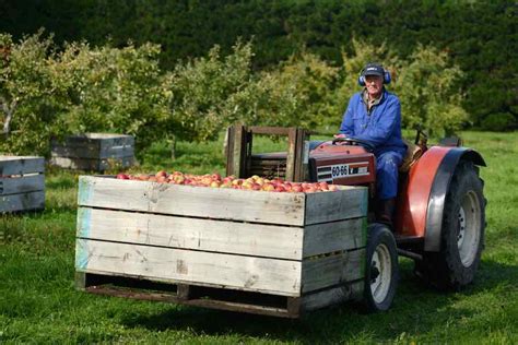 Braeburn Apples - Minneopa Orchards