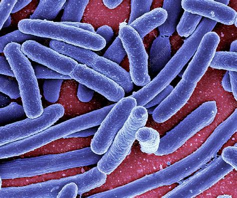 Escherichia coli bacteria, SEM - Stock Image - B230/0256 - Science ...