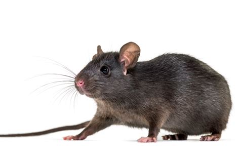 How Long Do Rats Live? | Griffin Pest Solutions