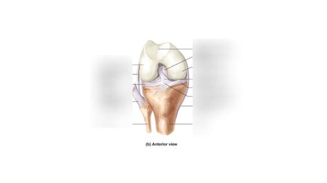 Knee ligaments Diagram | Quizlet