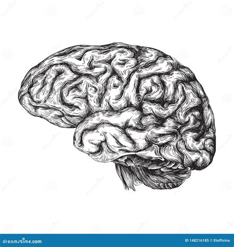 Human Brain - Black And White Illustration | CartoonDealer.com #148216185