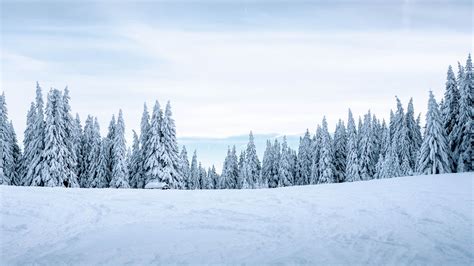 Download wallpaper 3840x2160 snow, winter, trees, winter landscape, snowy 4k uhd 16:9 hd background