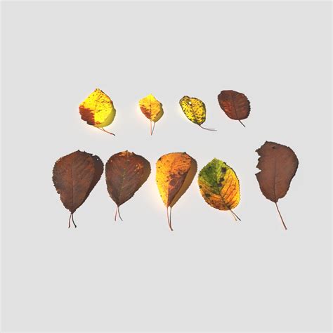 ArtStation - Dry Cherry Leaves Pack | Resources