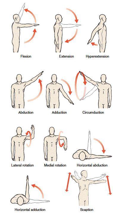 Shoulder Joint Muscles And Movements