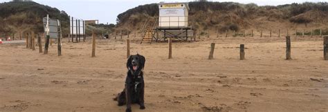 Berrow Beach - Bristol dog walk - Bristol Barkers