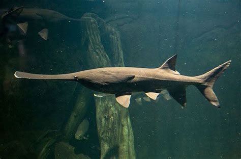 paddlefish | Characteristics & Facts | Britannica.com