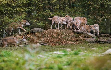 Wolves pack stock photo. Image of howling, wilderness - 12302132