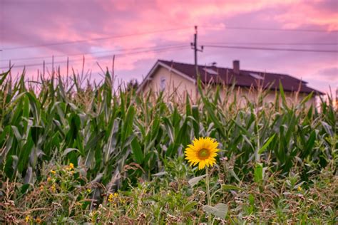 Sunflower Sunset Corn - Free photo on Pixabay - Pixabay