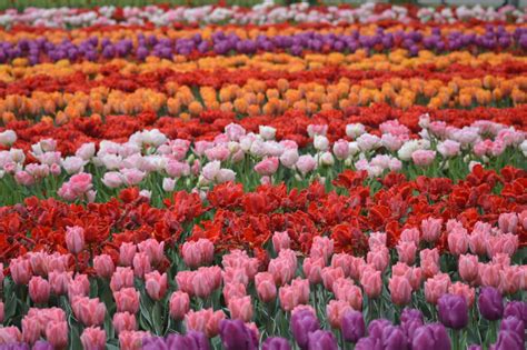 A Day Trip to Keukenhof Tulip Gardens - Magical Healing & Awakening