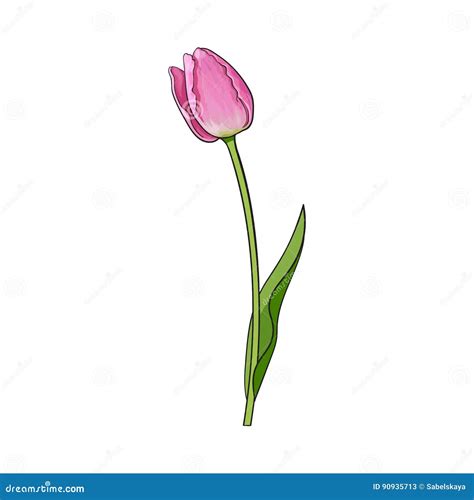 Hand Drawn of Side View Pink Tulip Flower Stock Vector - Illustration ...