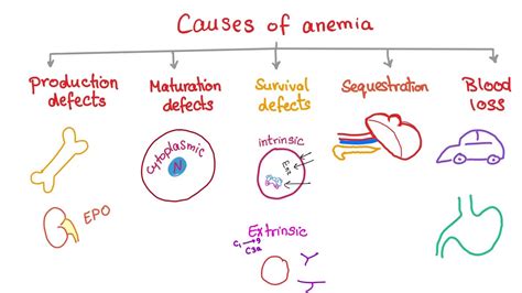 Causes and Mechanisms of Anemia - Hematology Series - YouTube