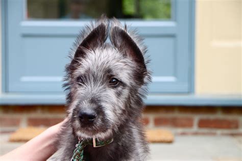 Reddit needs more Irish Wolfhound... : r/aww