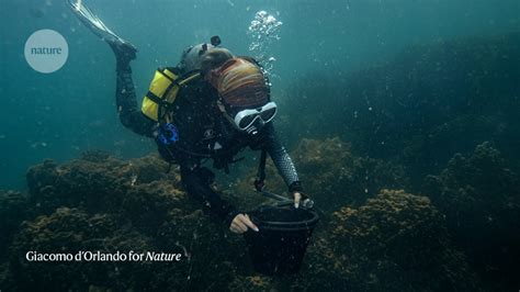 How damaged are coral reefs? I dive to investigate climate change - Times News UK