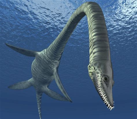Cambridgeshire plesiosaur 'sea monster' could be 'new species' - BBC News