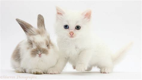 Pets: White kitten and baby rabbit photo WP29201