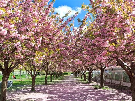 10 Places to See Cherry Blossoms in the U.S., Besides D.C. - Photos - Condé Nast Traveler