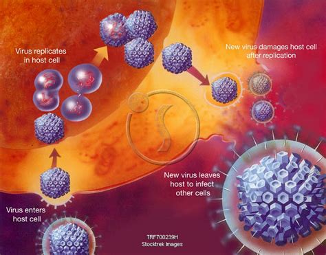 Replication of virus within host cell, with annotations. | Stocktrek Images