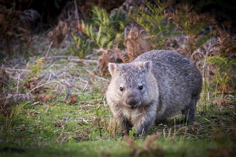 Fossil of extinct giant wombat discovered in Australia - CGTN