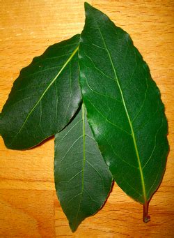 Bay leaf - Appropedia, the sustainability wiki