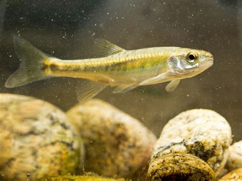 Eurasian Minnow Swimming In River Habitat Stock Photo - Download Image Now - iStock