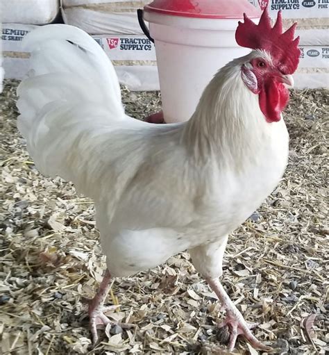 Austra White - White Egg Laying Chickens for Sale | Cackle Hatchery