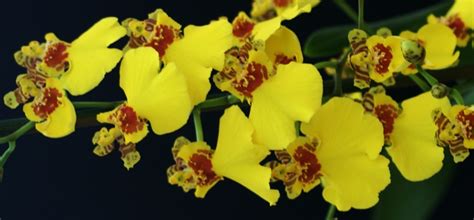 oncidium hybrid