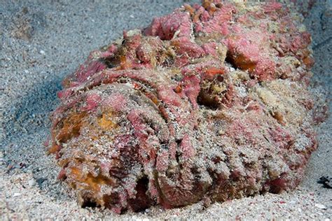 Stonefish: The Oceans Most Venomous Fish - Siladen Resort & Spa Indonesia