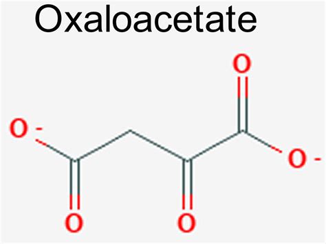 Oxaloacetate review, function, benefits, food sources, dosage & side effects