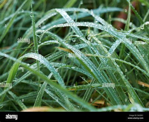 dew on green grass Stock Photo - Alamy