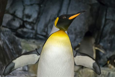 Emperor Penguin With Wings Sapread · Free Stock Photo