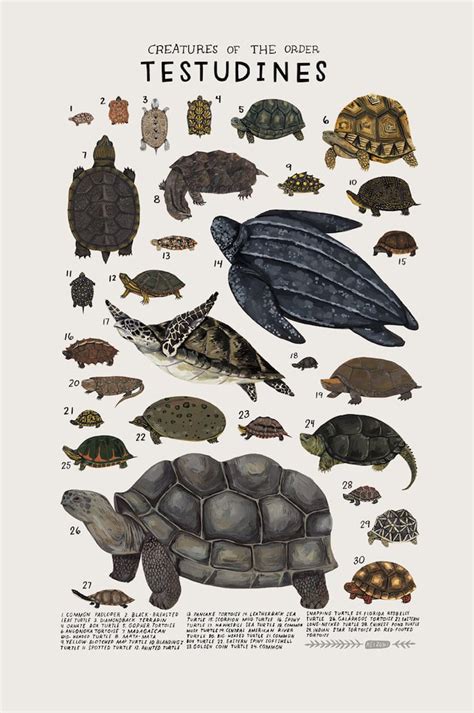 Animal Illustrations Present the Diversity of Different Animal Groups