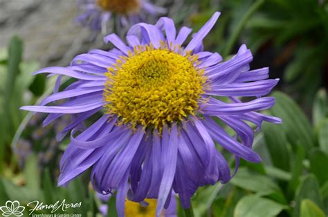 Aster Alpinus Mix | Floral Acres