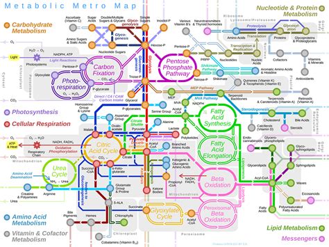 Metro Map of Metabolism - The Overview :: Behance