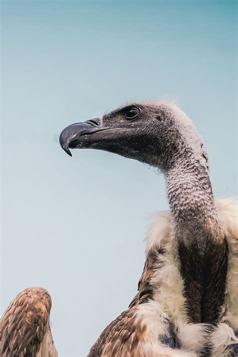 Photo of the head of a vulture · Free Stock Photo