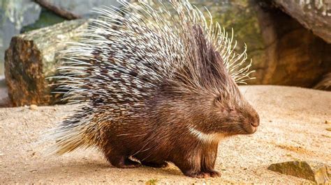 145 Porcupine Names (Cute & Good Male And Female Ideas)