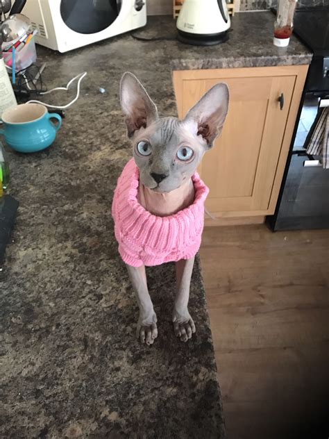 a hairless cat with blue eyes wearing a pink sweater standing on a kitchen counter