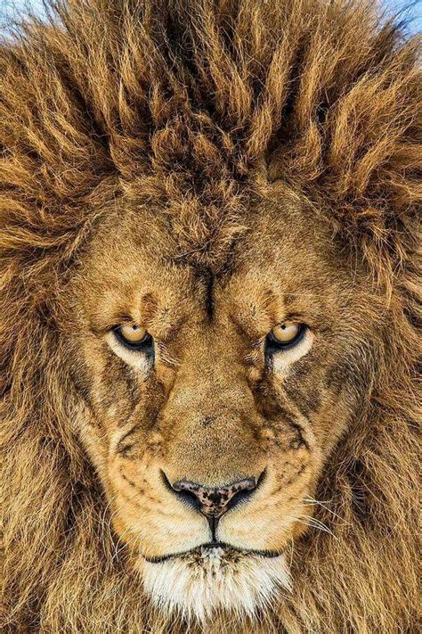 Fierce lion | Lion canvas art, Lion canvas, Animals beautiful