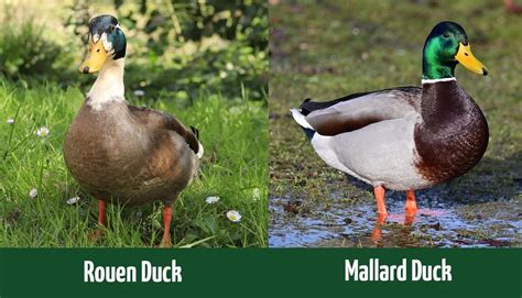 Rouen Duck vs. Mallard: What’s the Difference? - Optics Mag